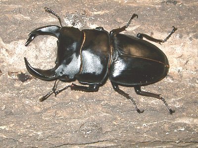 オークス菌糸瓶(菌糸ビン)にて羽化